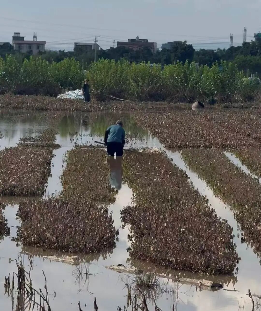 洪水重创“中国茉莉之乡”！花茶被泡，茶厂老板称损失上亿元；收购商：最高涨价七八倍，1天只收到1万斤花，灾前可达四五万斤 - 8