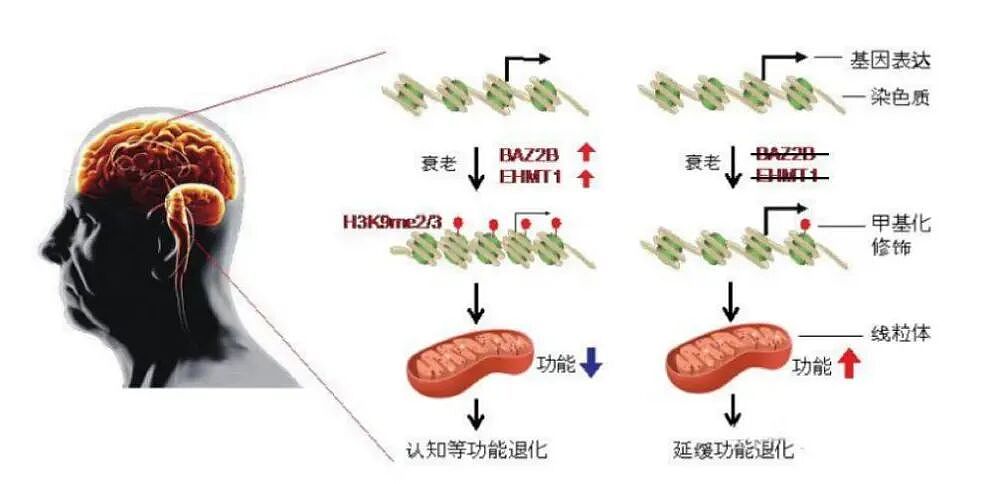 剑桥研究揭示大脑四次重启：9岁前鸡娃是白费力气（组图） - 15