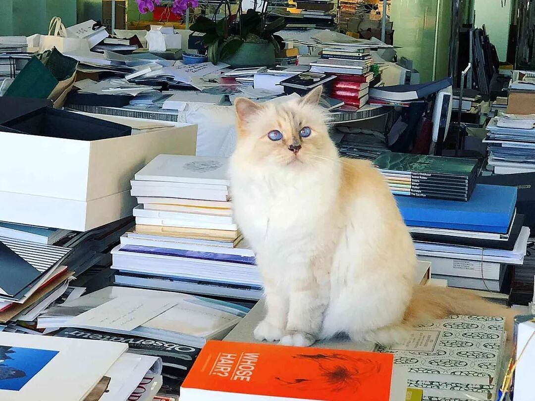 世界最富有猫咪破产？！从住豪宅变挤小公寓，150万美元遗产全部没了？（组图） - 3