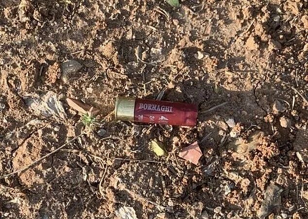 为办世界杯屠杀数百万流浪狗？摩洛哥街头血腥场面引全球声讨（组图） - 6