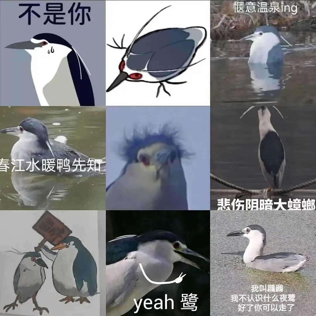 在工位上偷偷“赛博观鸟”,中国打工人享受“提前退休”(组图) - 4