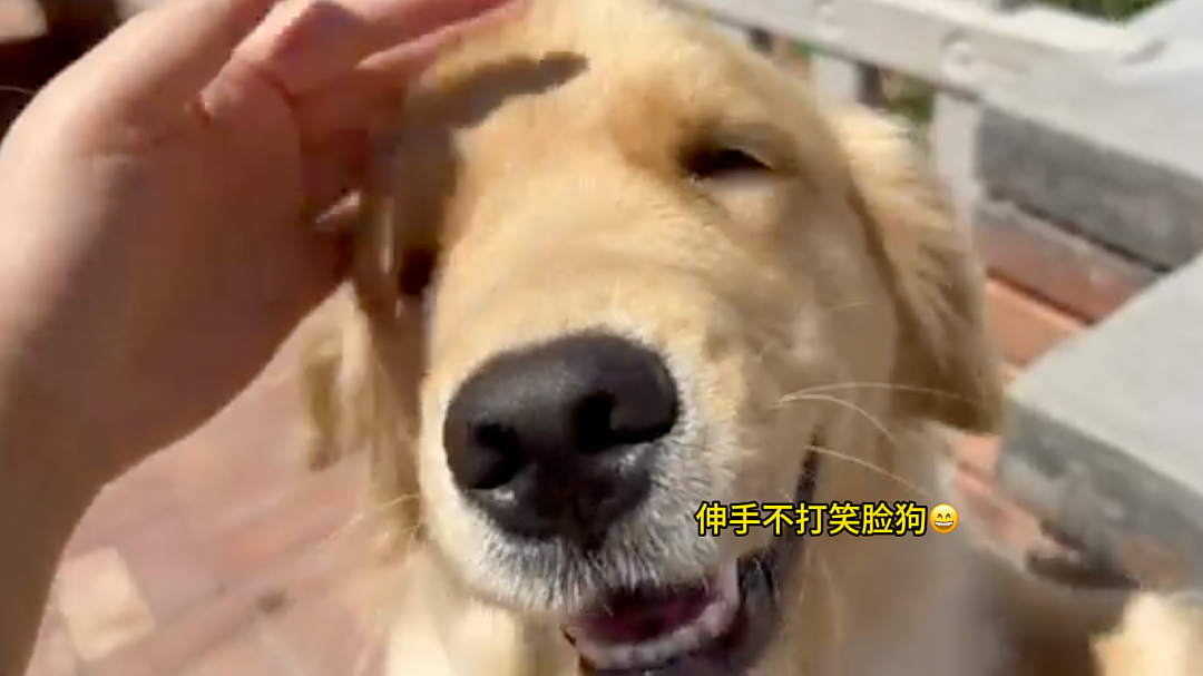 世界最富有猫被“吃绝户”?落魄千金只能打工赚猫粮? - 32
