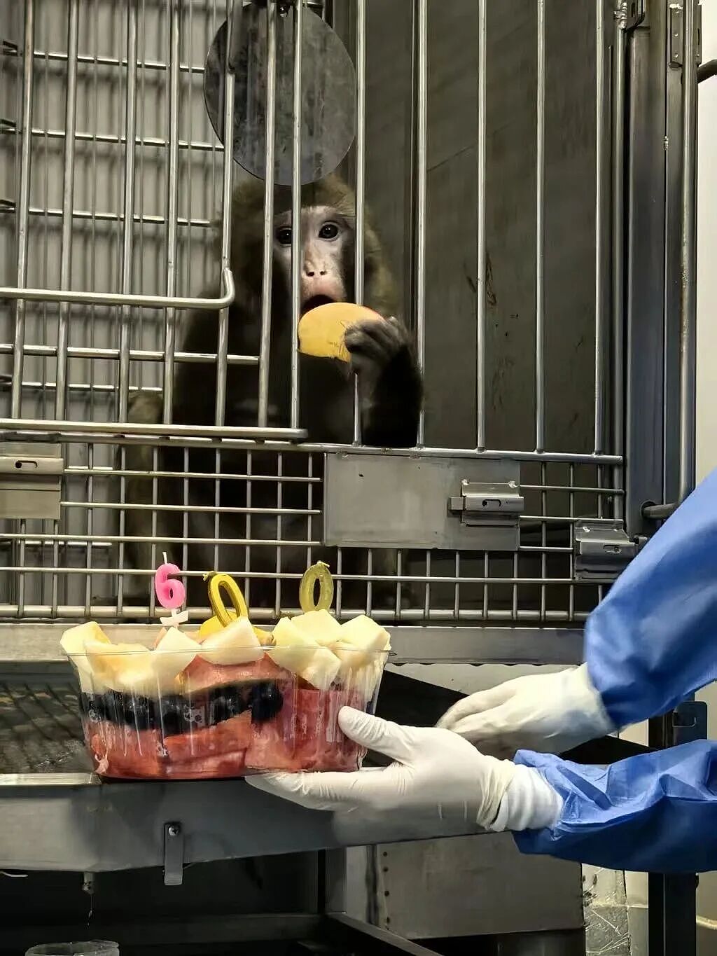 猪肾移植到猴身上,存活超620天刷新纪录,异种器官移植迎来“中国时刻” - 5