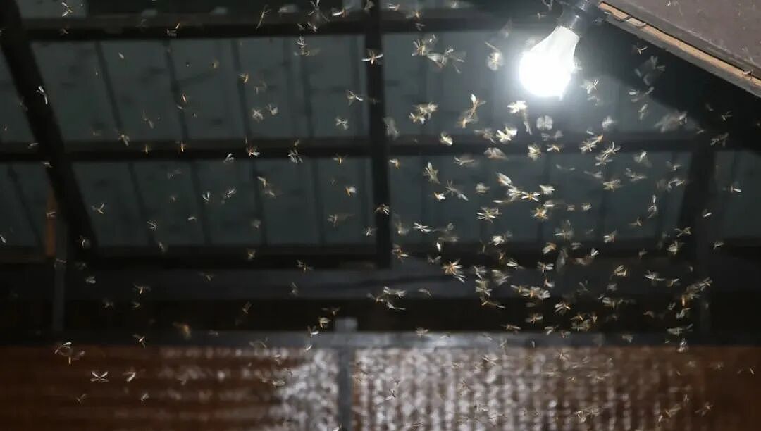 花3250万买豪宅竟成飞蛾地狱:英国法院判卖家欺诈并退还巨款(组图) - 2