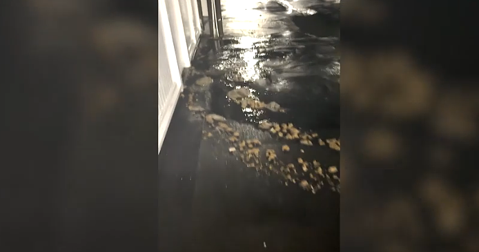 恶臭弥漫整条街!惠灵顿暴雨后污水井喷发!居民开门就是“粪水河”!(组图) - 2
