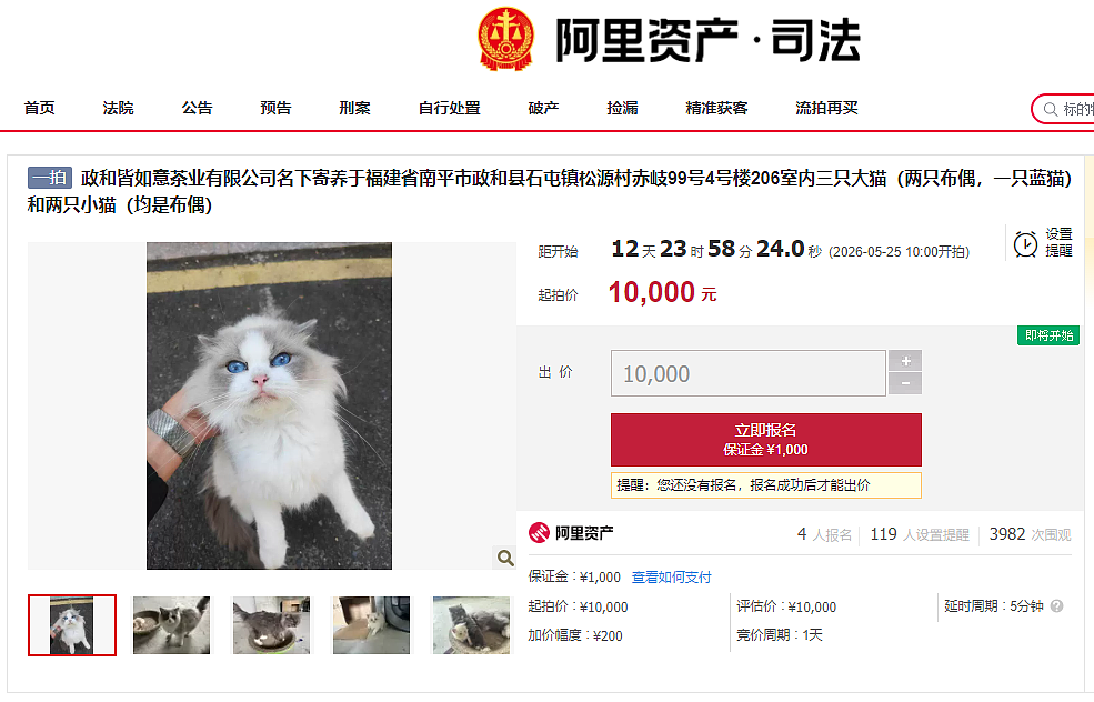 福建公司欠债倒闭，5只“猫咪员工”被法院拍卖还债，起拍价1万（组图） - 1