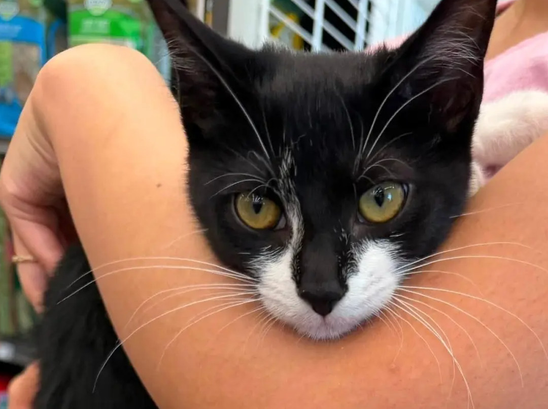 男子偷了只猫，然后抱着猫去抢银行？猫猫：被迫开启犯罪生涯 - 3
