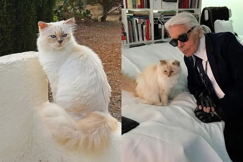 世界首富猫为何破产?老佛爷给它留了150万刀遗产,如今蜗居公寓落差太大!(组图) - 15