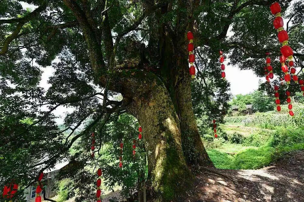 中国最贵的三棵树，一棵配有警卫，一棵投保1个亿，还有一棵…… - 1