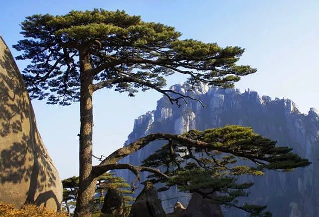 中国最贵的三棵树，一棵配有警卫，一棵投保1个亿，还有一棵…… - 7