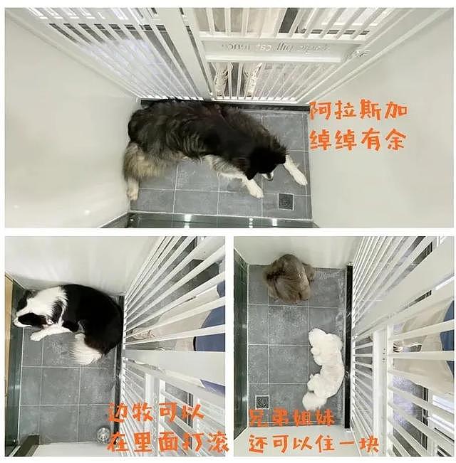 广州唯一宠物行为心理中心开设：专治“问题儿童”