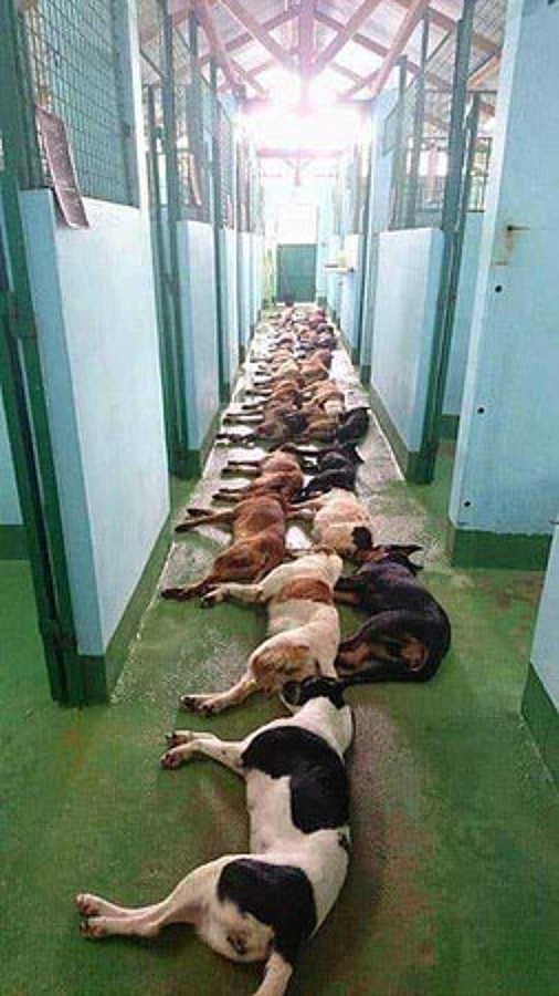 收容所每天20多只狗狗排队安乐死，大部分是被遗弃的狗
