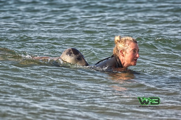这野生海豹超奇特，游客一多反而不跑，还爱上前捉弄他们