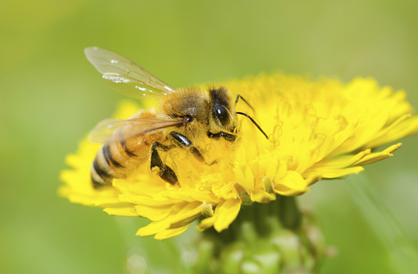 以毒攻毒！新研究证实：蜂毒100%杀死癌细胞，正常细胞影响小