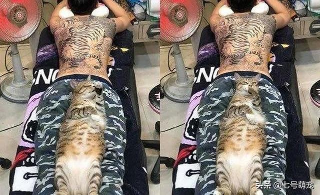 男子去纹身，老板的猫直接趴在他的双腿之间：好像很舒服的样子