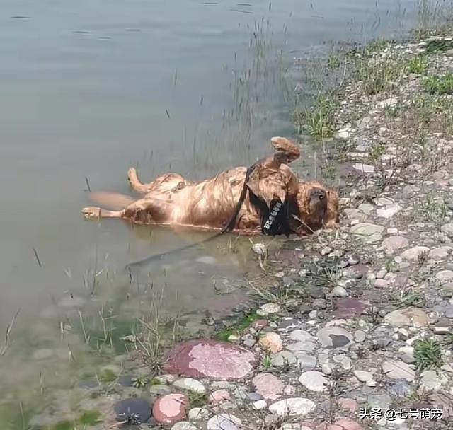 女子在湖边找到失踪的狗狗，当场崩溃，凑近一看发现事情不简单