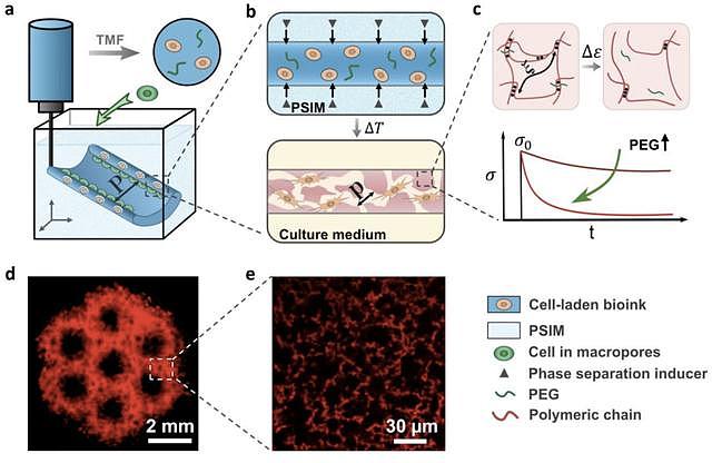 中国学者革新3D生物打印，支架孔径达到细胞水平