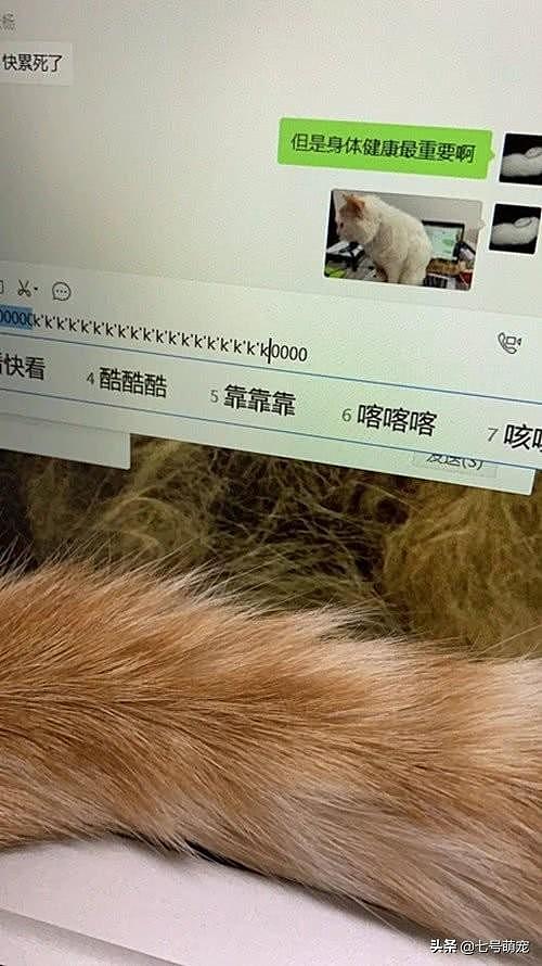 当猫在键盘上踩了一行字，并且发出去的时候，主人：感觉要失业了