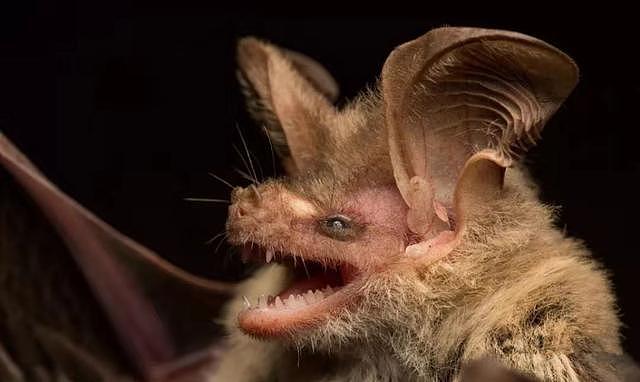 蝙蝠携带上千种致命病毒，新型病毒只是一种：为何不能灭绝蝙蝠？
