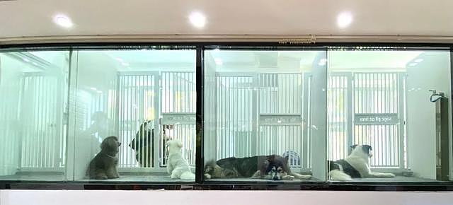 广州唯一宠物行为心理中心开设：专治“问题儿童”