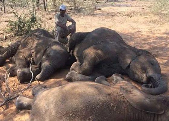 400头大象群体离奇死亡后，更可怕的事情发生了