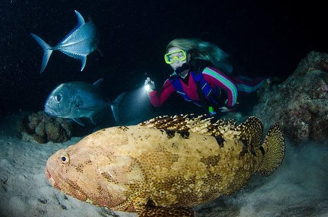 云旅游：此生必游澳大利亚大堡礁的终极体验，鲨鱼！夜潜