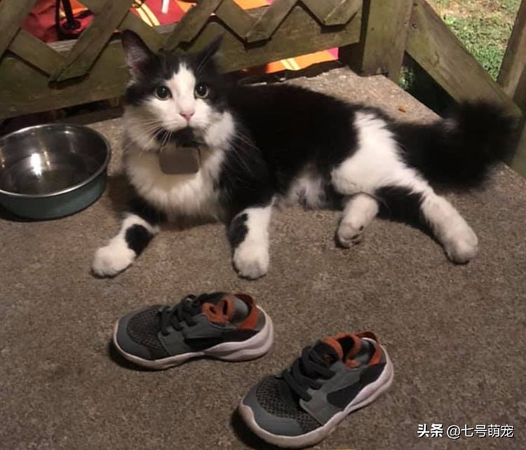 猫咪爱给主人送礼，总是偷邻居家的鞋，几千人天天“围观”它偷鞋
