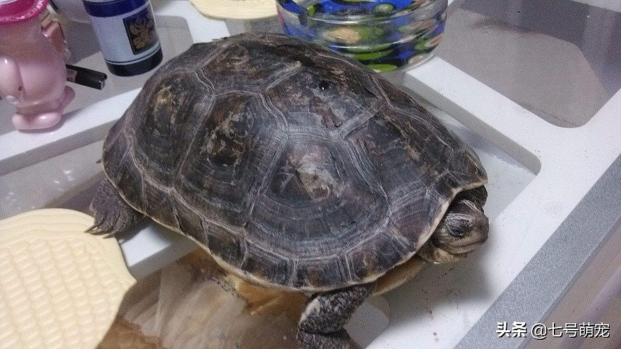 女子养了10年的乌龟下蛋了，她准备拿走的时候，却默默缩回了手