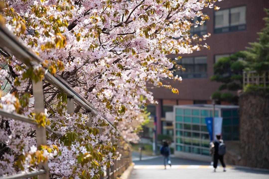 大专生去韩国留学，是该选择重读还是插班？