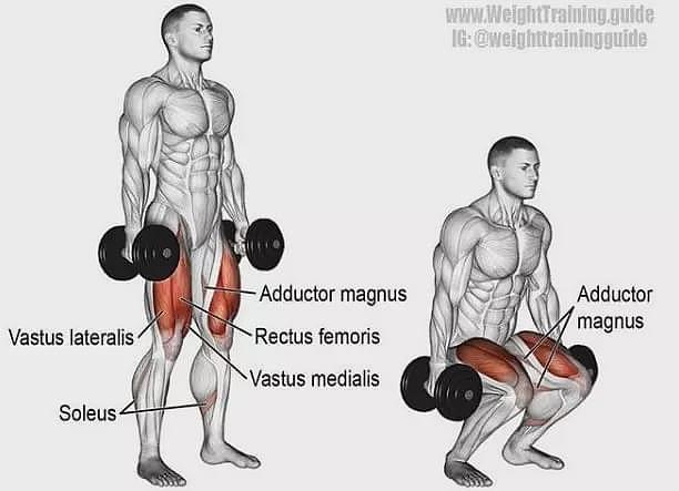 超全胸、腰、臀腿、肩背肌肉训练图解：健身圈必收，男女通用