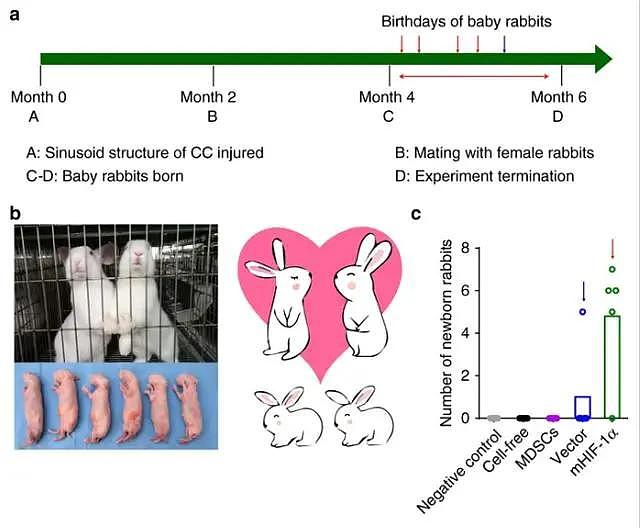 中美团队用水凝胶修复生殖器缺损，让试验兔成功交配并产子