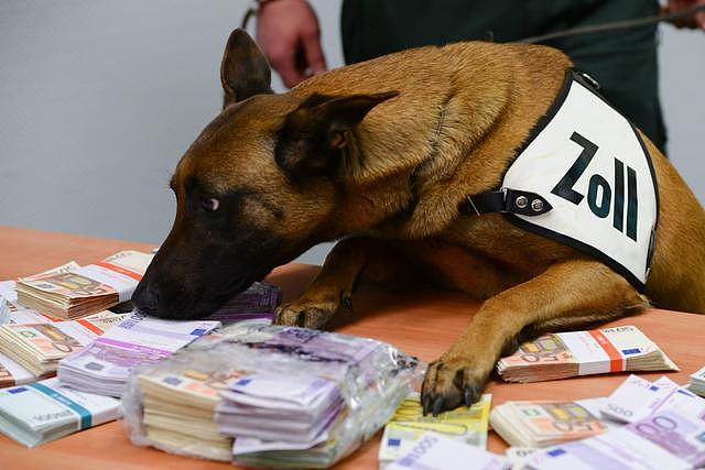 钱钱的味道！嗅闻犬嗅出乘客非法携带的25万欧元现金