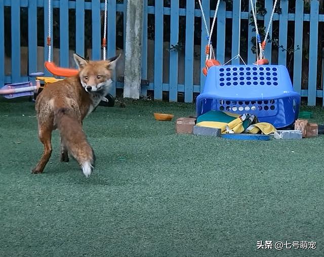 女子救了一只小狐狸，养好后却遇母狐狸来要孩子，不给就要遭殃