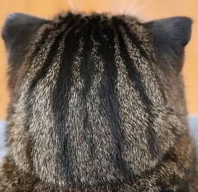 女友每天给家里小奶猫梳头，半个月后看到它的后脑勺，秃噜皮了