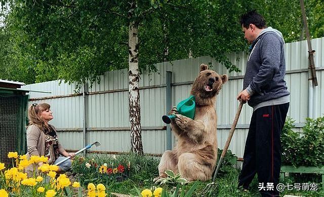 小狗熊3个月被俄罗斯夫妇领养，朝夕相处23年，如今的照片太意外