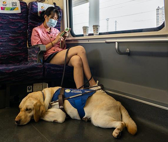 20岁女孩带着狗乘坐高铁，工作人员没有拒绝，还帮忙照顾