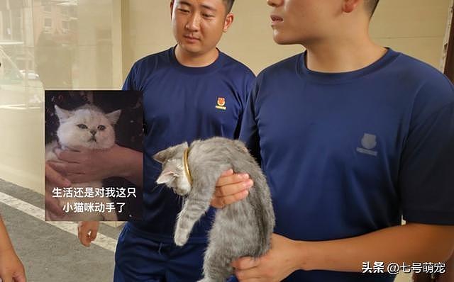 猫头被手镯卡住，消防员却发出灵魂拷问：猫多少钱？手镯多少钱？