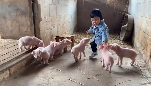 是谁家的猪在拱可爱的“小白菜”！网友：原版白菜公主和七只小猪