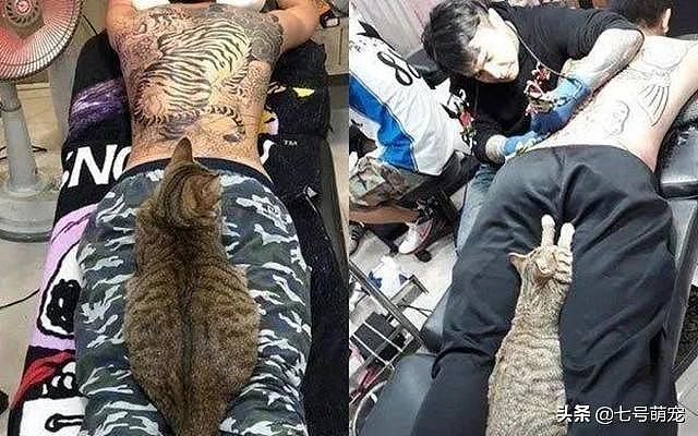 男子去纹身，老板的猫直接趴在他的双腿之间：好像很舒服的样子