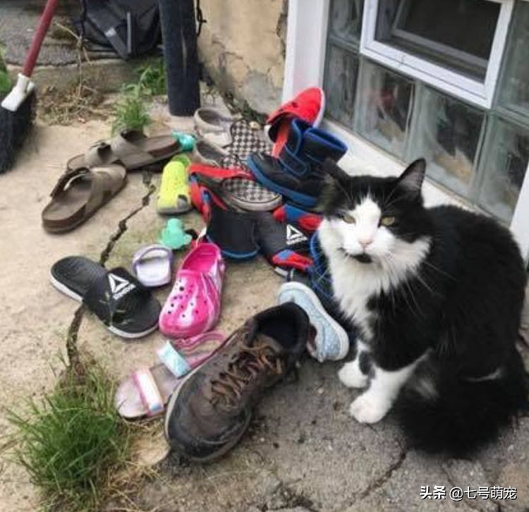 猫咪爱给主人送礼，总是偷邻居家的鞋，几千人天天“围观”它偷鞋