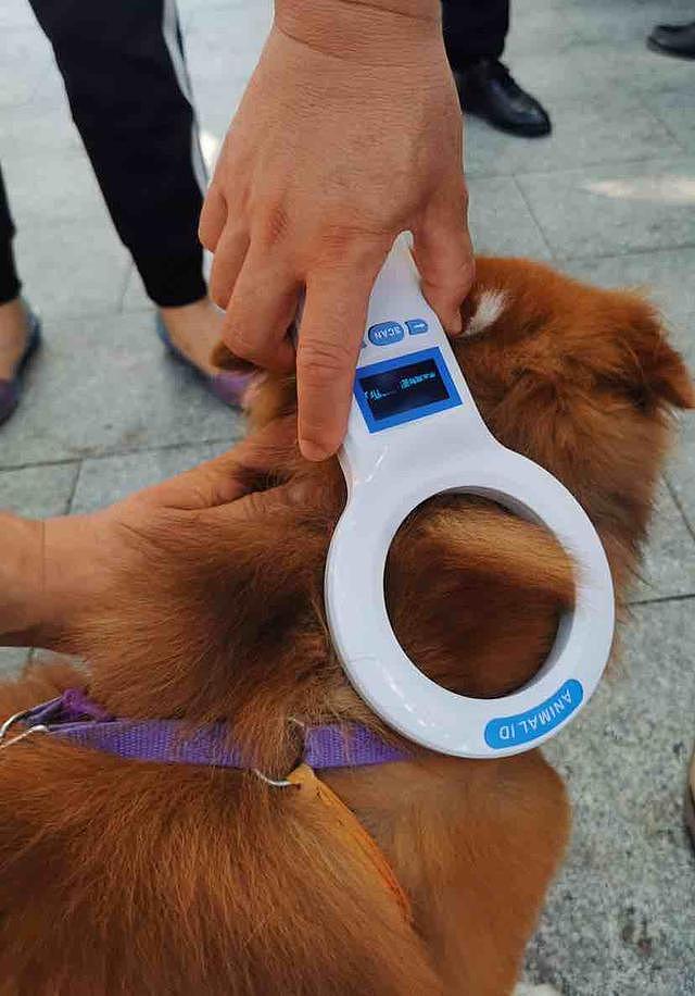 深圳10月起未植入芯片将视为无证养犬，目前植入芯片免费