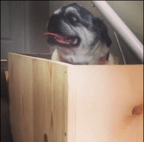 主人给老狗制作电梯，它坐上去后笑得特开心：不用爬楼梯了