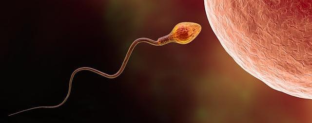 精子“欺骗”了科学家300多年！研究显示：精子并非左右摆动前进