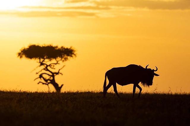 动物世界：这是非洲探险之旅的景象，一起看看吧