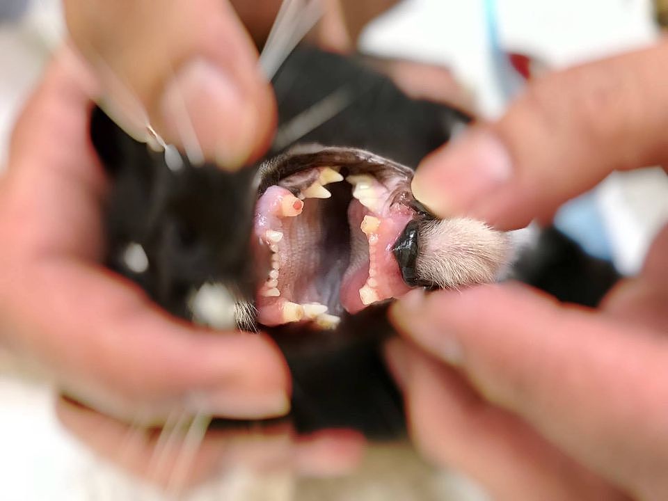7岁猫咪只有5斤，医生一看它的牙齿特别心疼