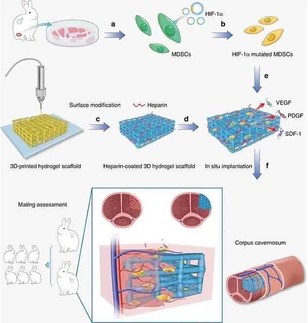 中美团队用水凝胶修复生殖器缺损，让试验兔成功交配并产子