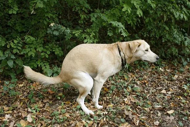 揭秘狗狗尿垫：同样大小尺寸，为何吸水能力不一样？