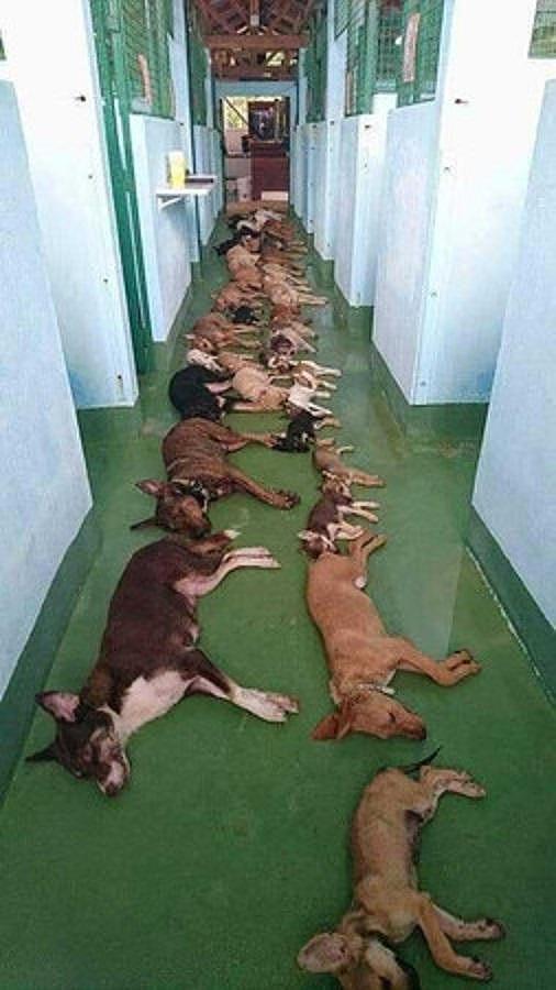 收容所每天20多只狗狗排队安乐死，大部分是被遗弃的狗