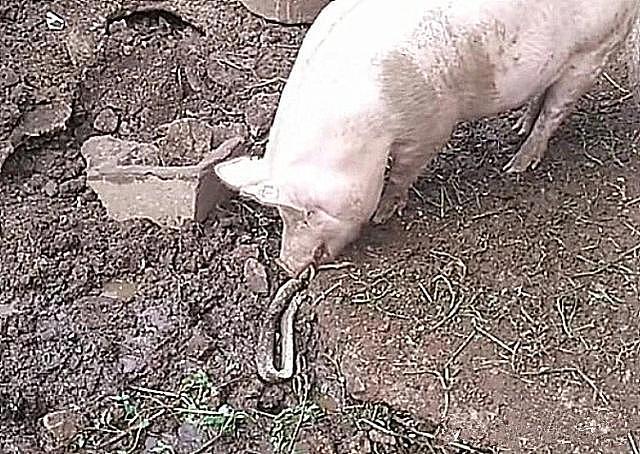 女子喂猪时，发现它正在啃着什么活物，蹲下一瞧：自己改善伙食？