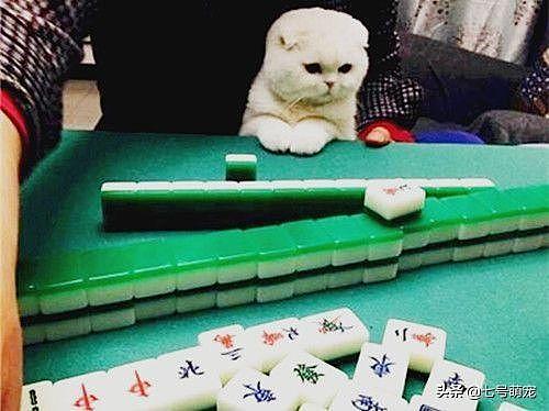 女子带猫打麻将基本没输过，牌友们不乐意了：你这算作弊知道吗？